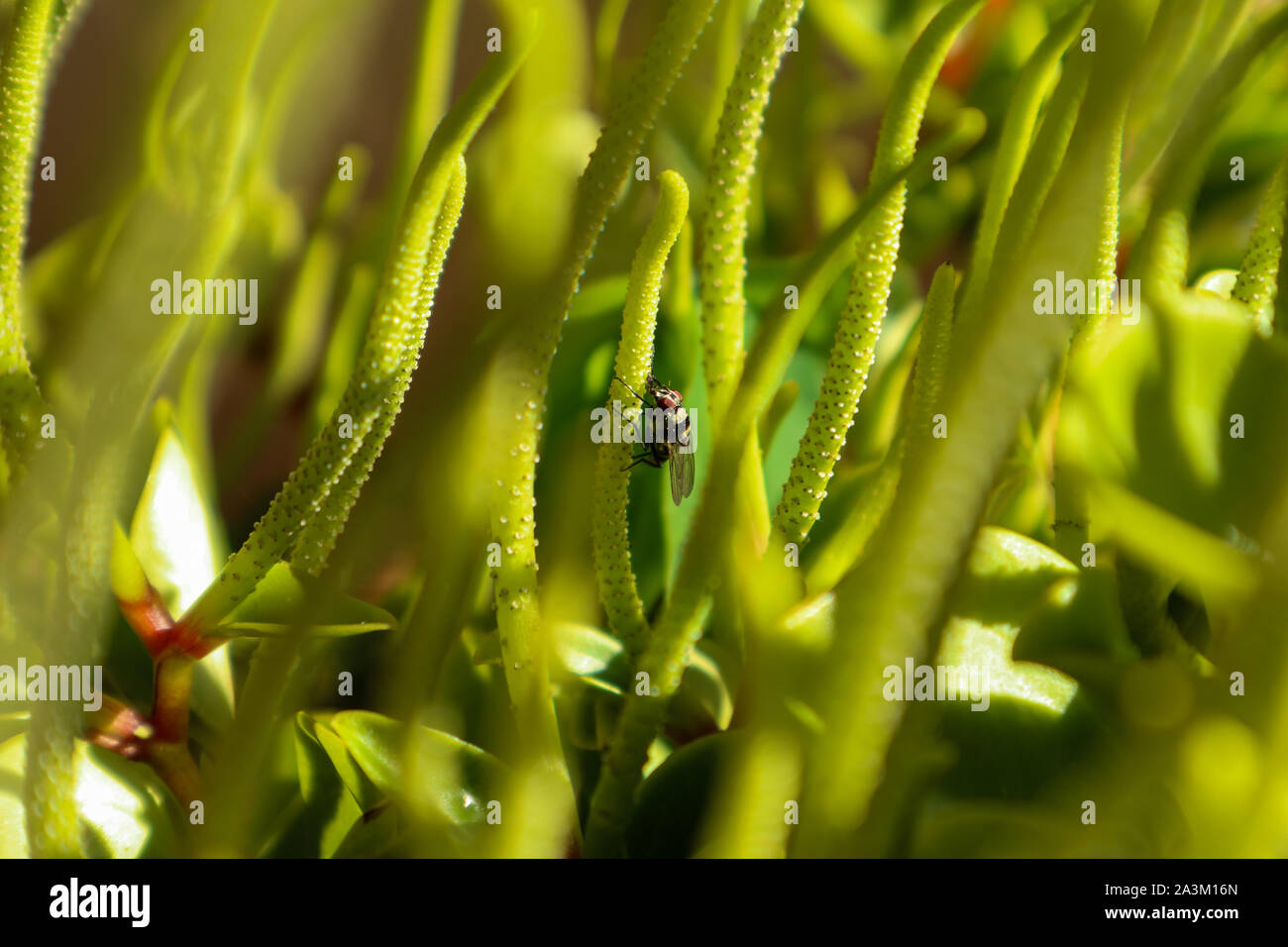 Volare in un mare di tentacoli succulente Foto Stock