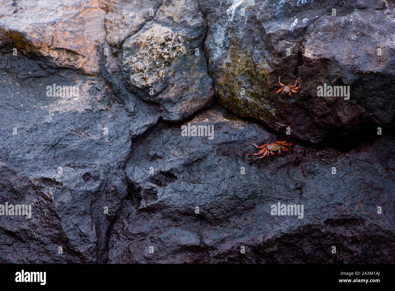 Il RED ROCK GRANCHIO, Zayapa, Grapsus grapsus, Ecuador. Parque Nacional de las Islas Galápagos Foto Stock