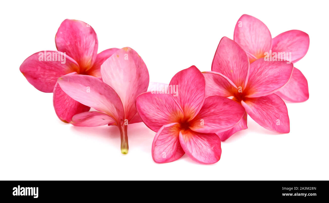 Di un bel colore rosa plumeria rubra fiori isolati su sfondo bianco Foto Stock