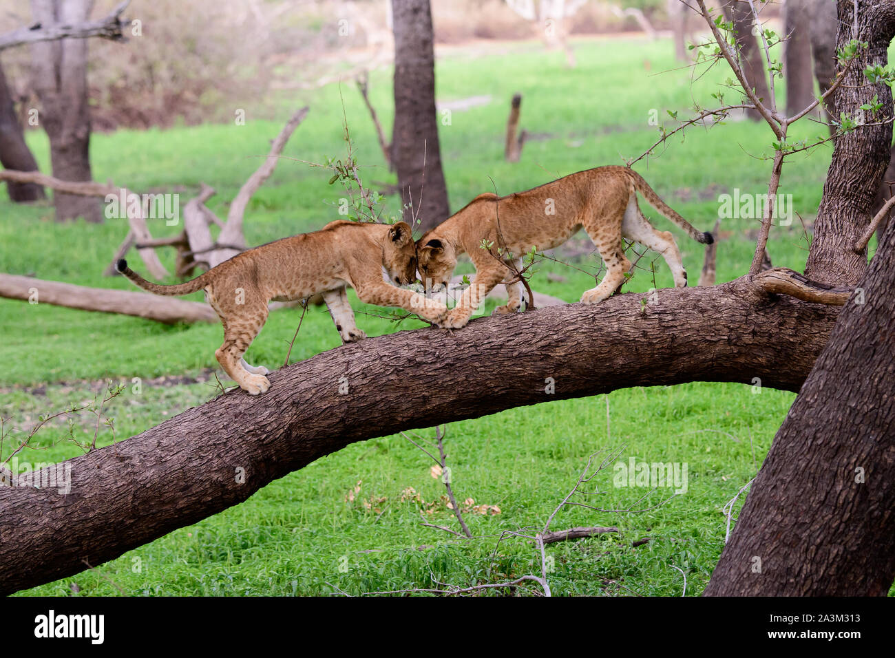 Lion cubs a giocare Foto Stock