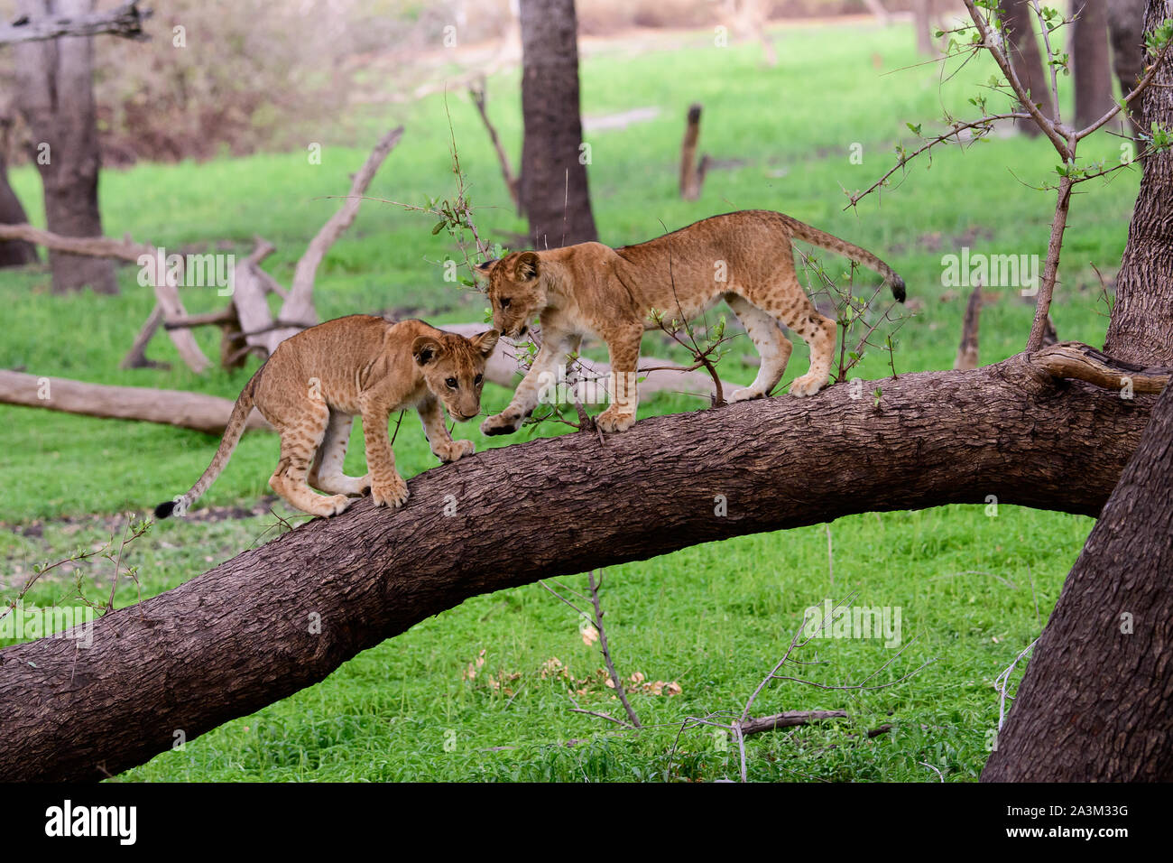 Lion cubs a giocare Foto Stock