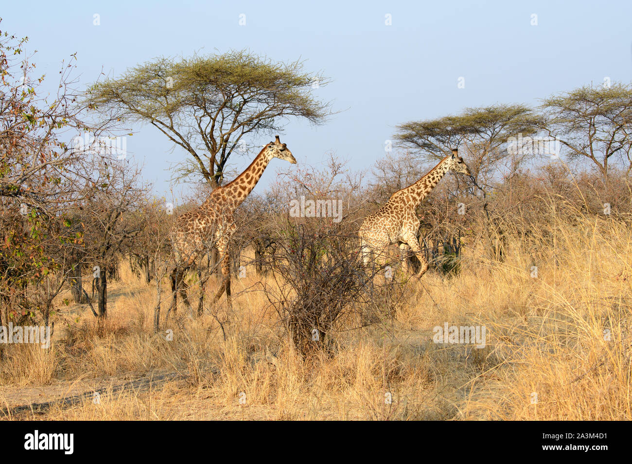 Le giraffe ambling attraverso il bush Africano Foto Stock