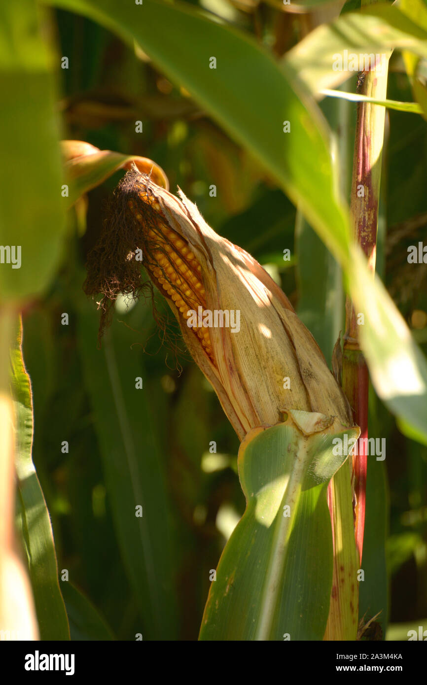 Close-up di ripe corncop in campo nel tardo settembre, campo di mais prima del raccolto Foto Stock
