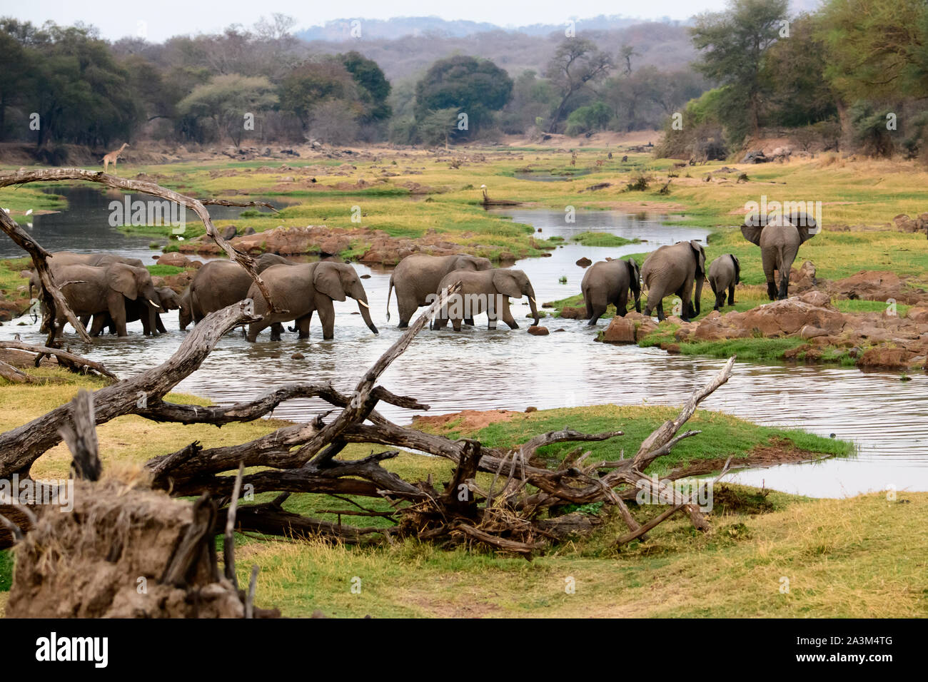 Gli elefanti africani godendo il fiume Jongomero nel Ruaha e dintorni Foto Stock