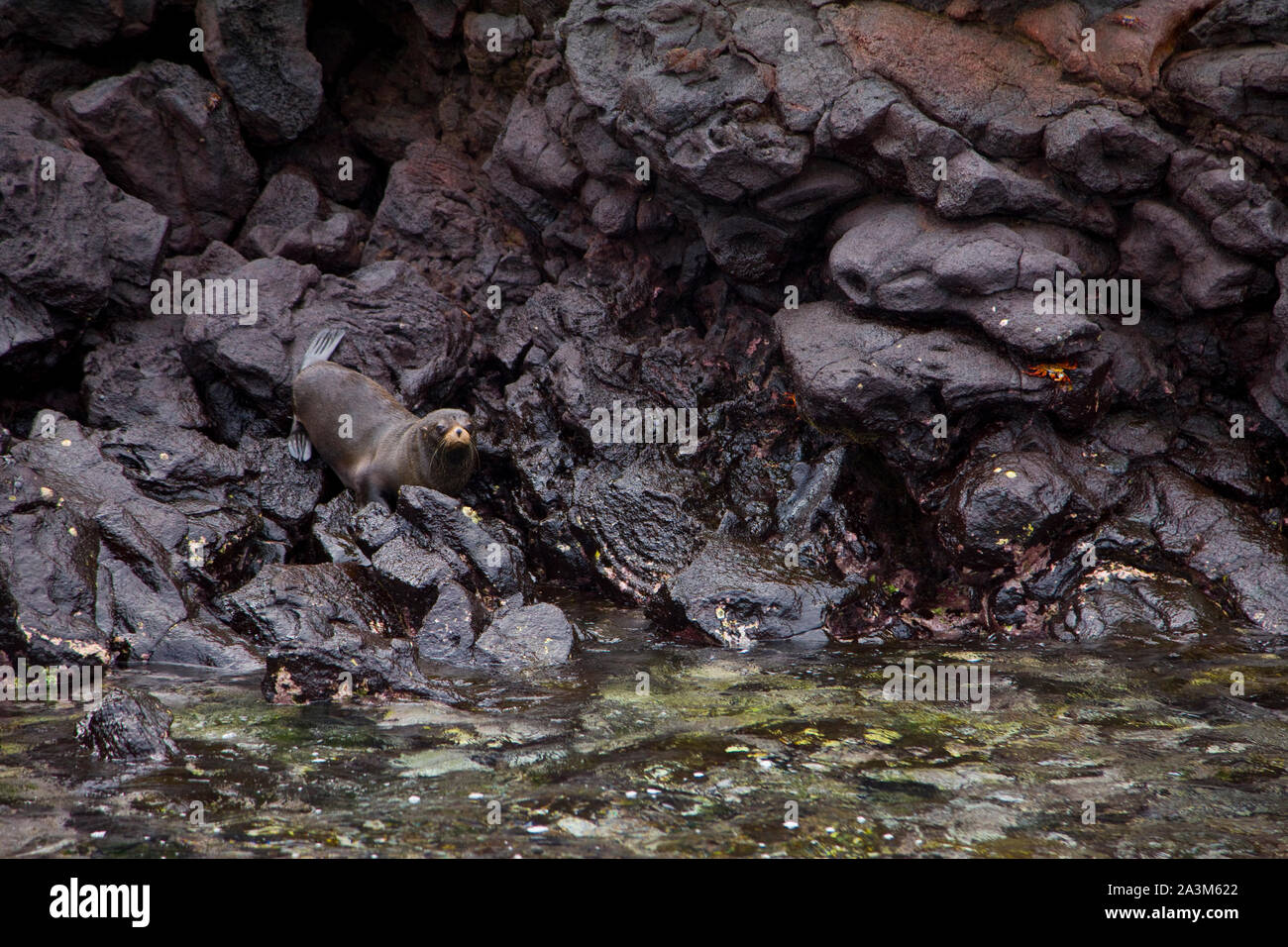 Lobo marino de dos pelos, Isole Galapagos, Ecuador, America, patrimonio mondiale dell UNESCO Foto Stock