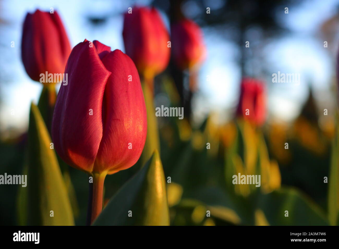 Tulipani viola al tramonto a fuoco Foto Stock