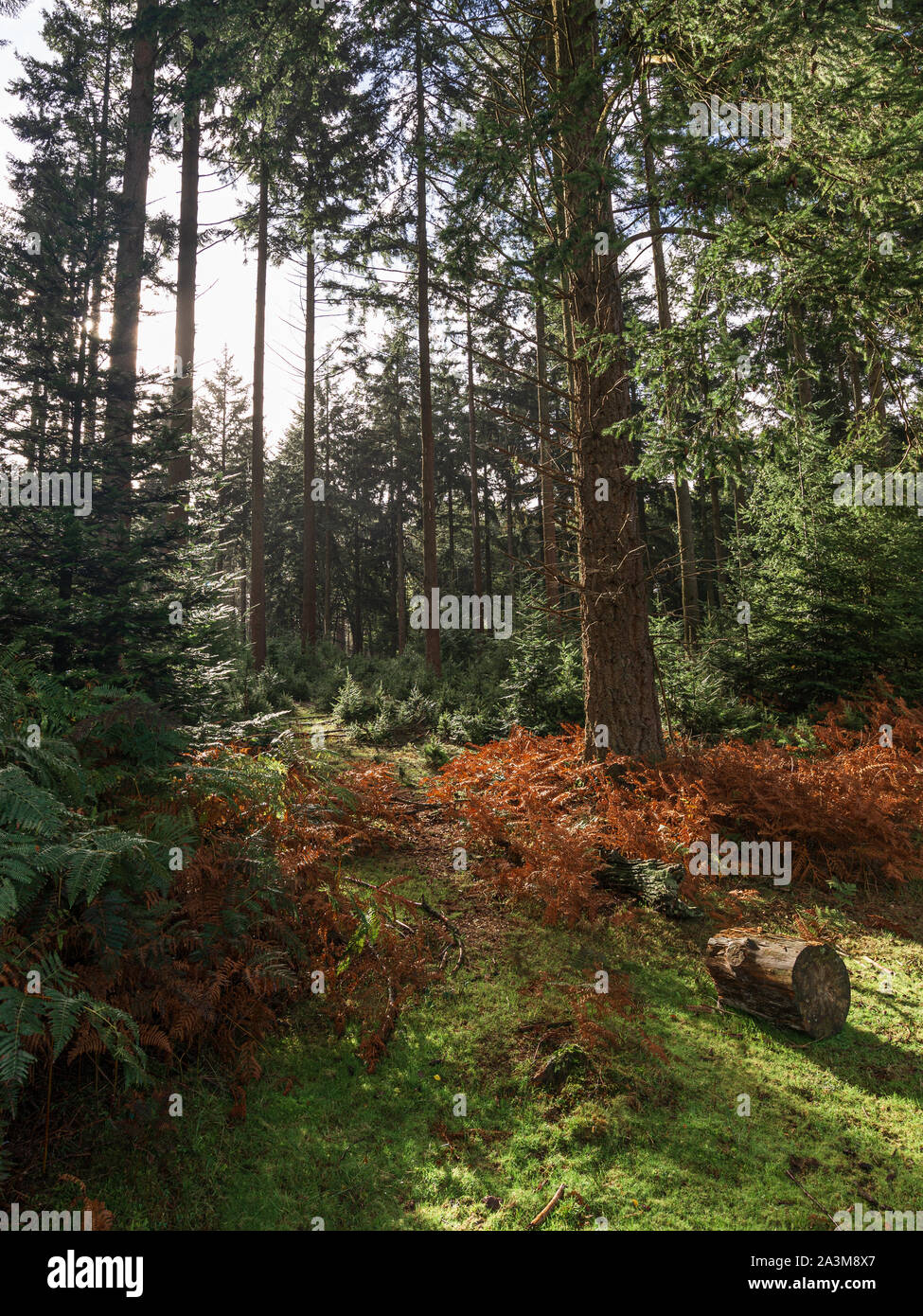 New Forest, Hampshire, Inghilterra, Regno Unito nel mese di ottobre Foto Stock