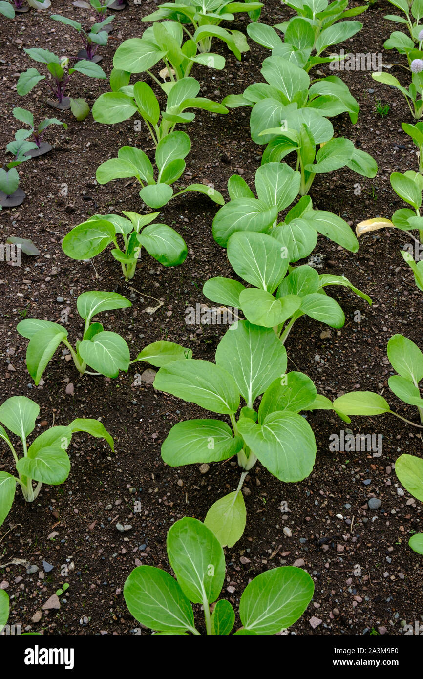 Filari di piante giovani Foto Stock