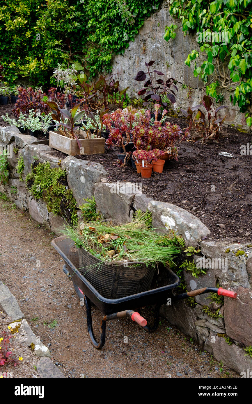 Scatole di giovani piante Foto Stock