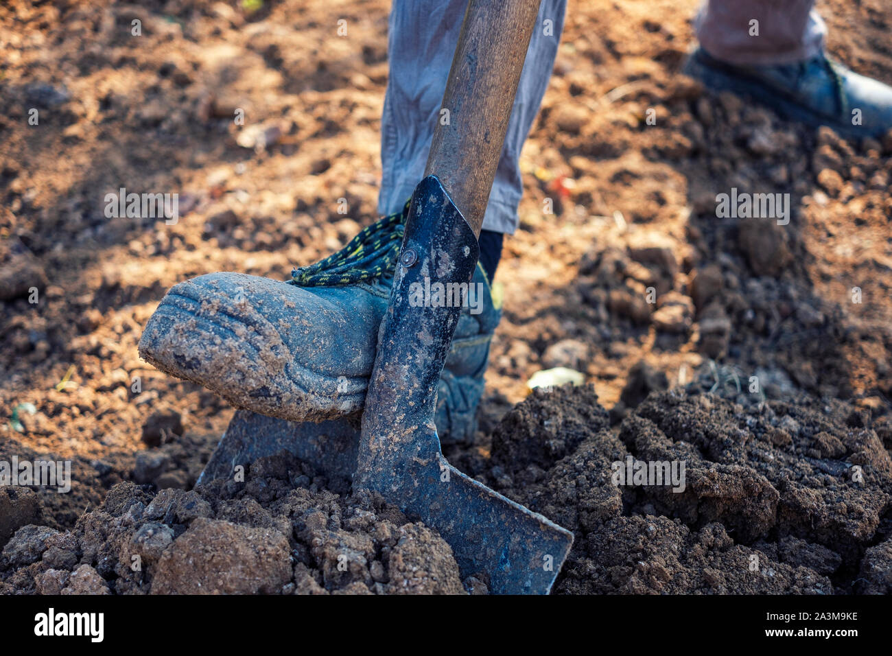 L uomo lo scavo su terreno di allentamento con una vanga in un basso angolo di visione del suo piede in un giardinaggio e orticoltura concept Foto Stock