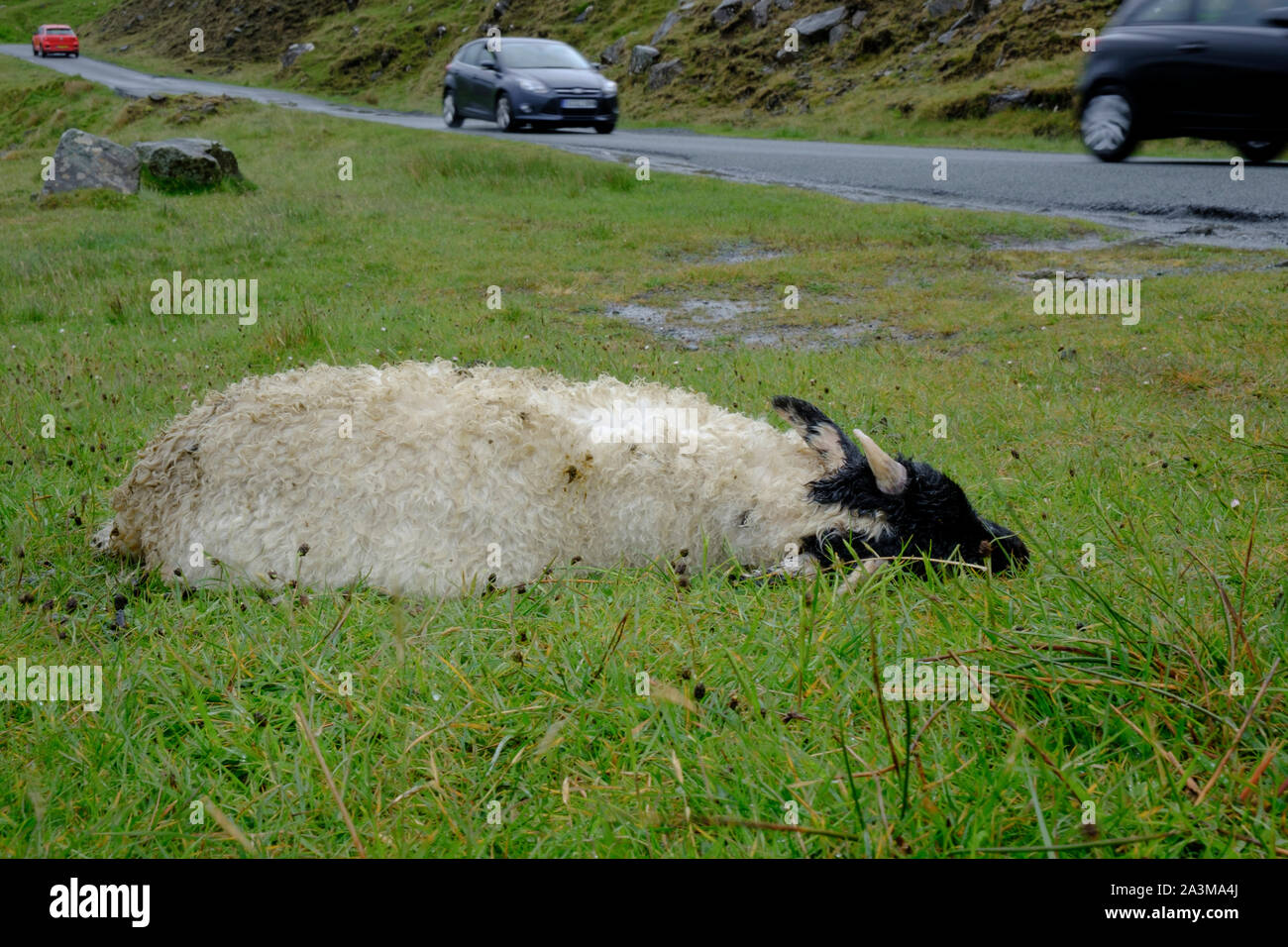 Pecora morta sul lato della strada Foto Stock