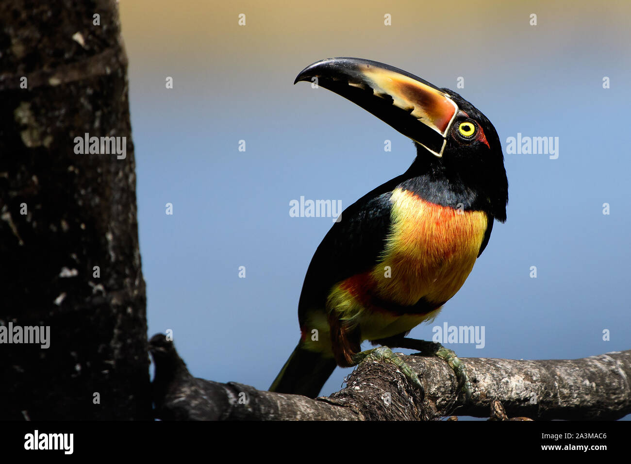 Aracari collare appollaiato in una tiree Foto Stock