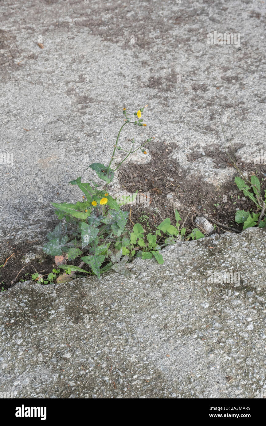 Fioritura Sow liscia--thistle / Sonchus oleraceus cresce in una crepa nel calcestruzzo dipendenza pavimentazione. Foglie di giovane pianta commestibile come alimento di sopravvivenza. Foto Stock