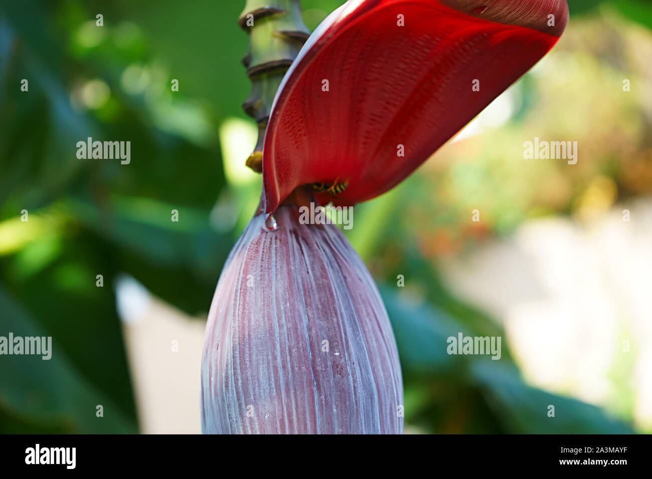 Red Banana Flower su un fogliame verde sfondo in Sardegna, Italia Foto Stock