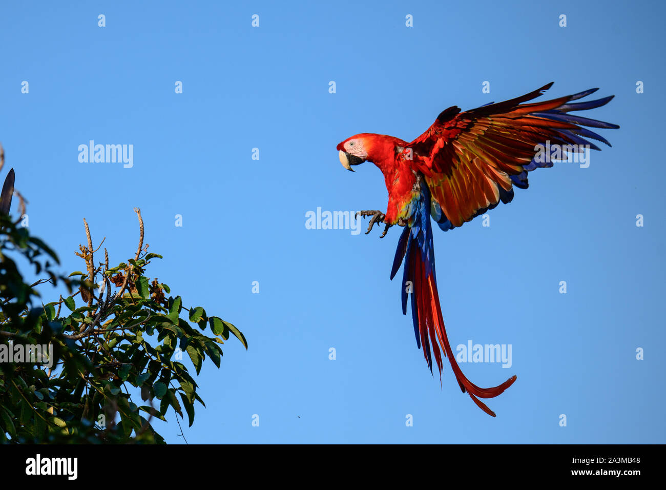 Scarlet Macaw in volo Foto Stock