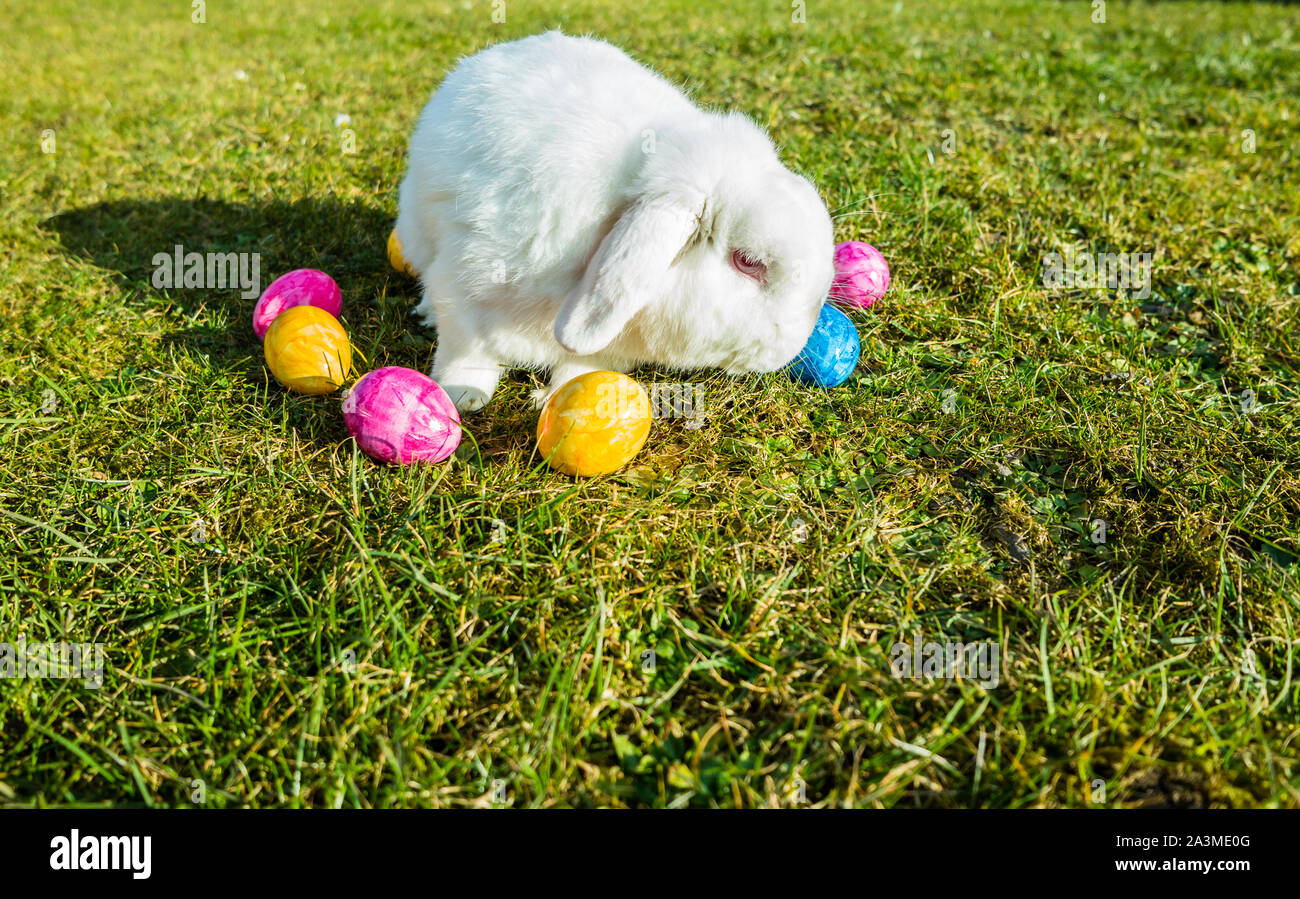 Il Coniglio di Pasqua nel giardino con uova Foto Stock