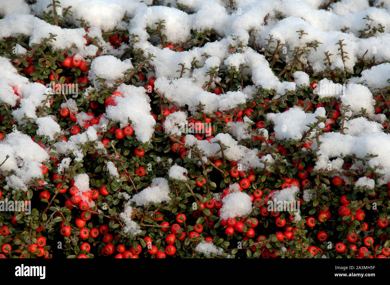 Le piante con i frutti sotto la copertura di neve. Londra, Inghilterra. Foto Stock