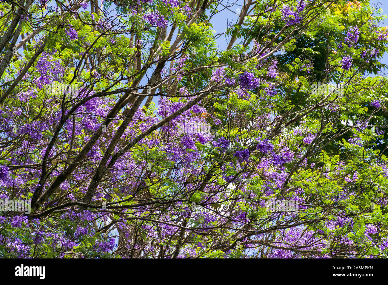 Un blu Jacaranda tree (Jacaranda mimosifolia) in fiore con indigo fiori sul display, Kenya Foto Stock