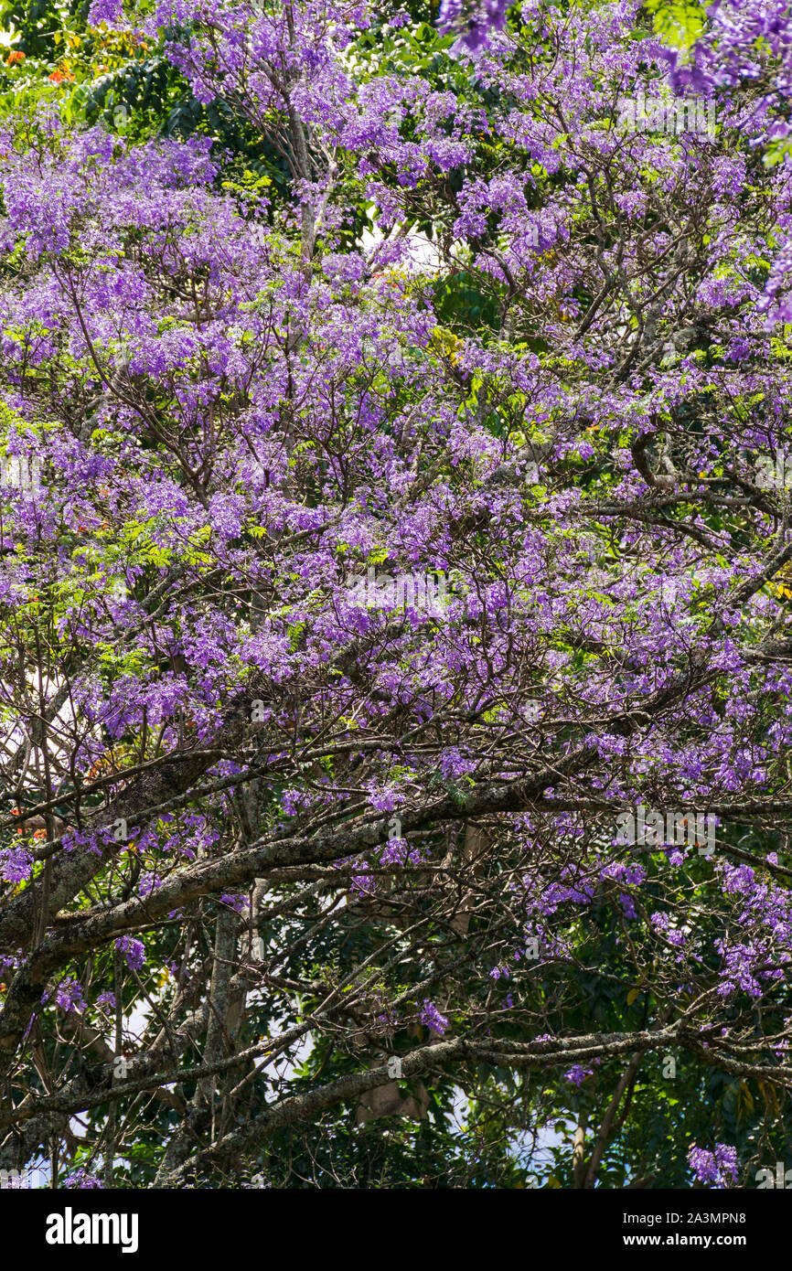 Un blu Jacaranda tree (Jacaranda mimosifolia) in fiore con indigo fiori sul display, Kenya Foto Stock