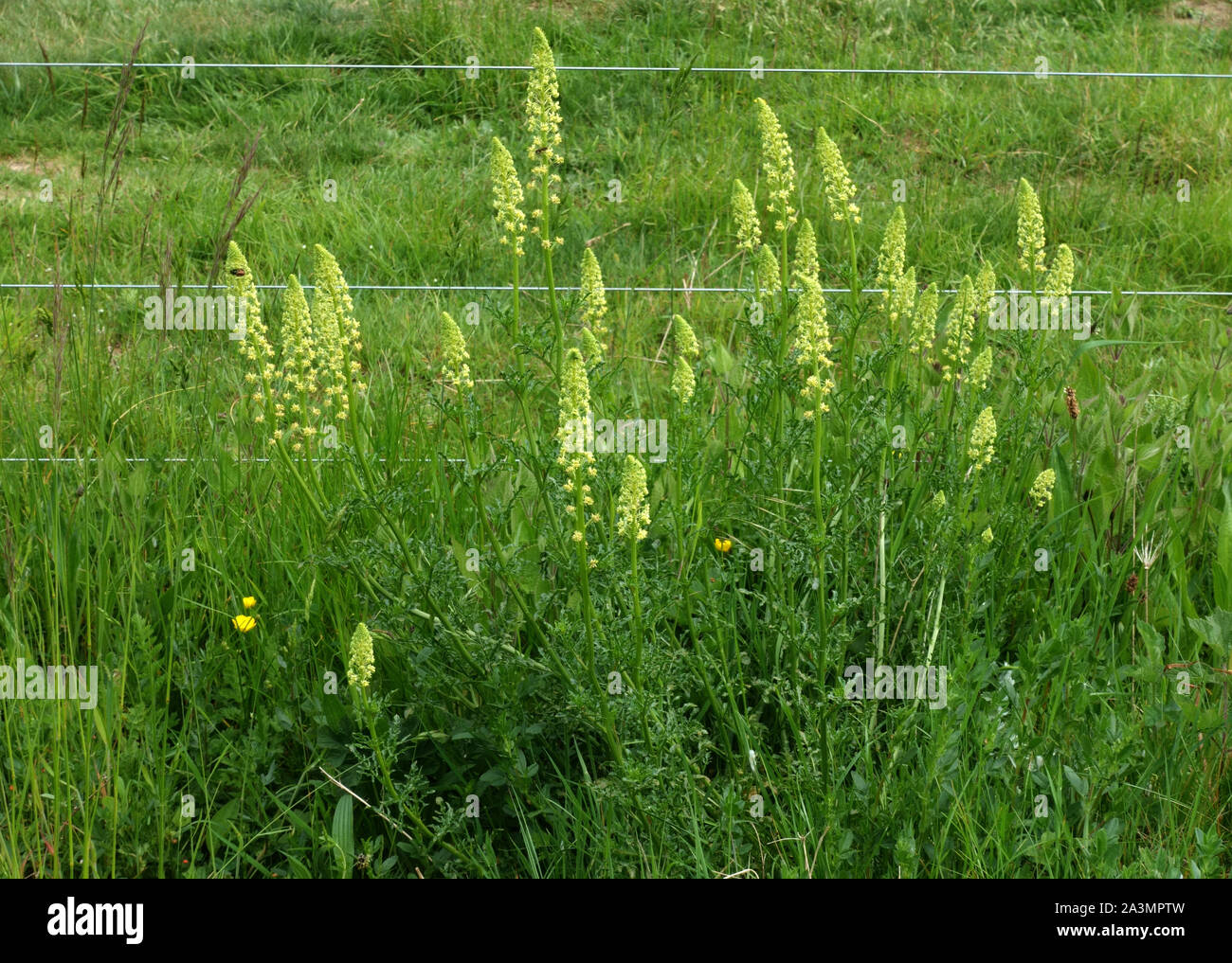 Wild o giallo (mignonette Reseda lutea) fioritura delle piante di fronte un pecore elettriche recinto sul chalk downland, può Foto Stock