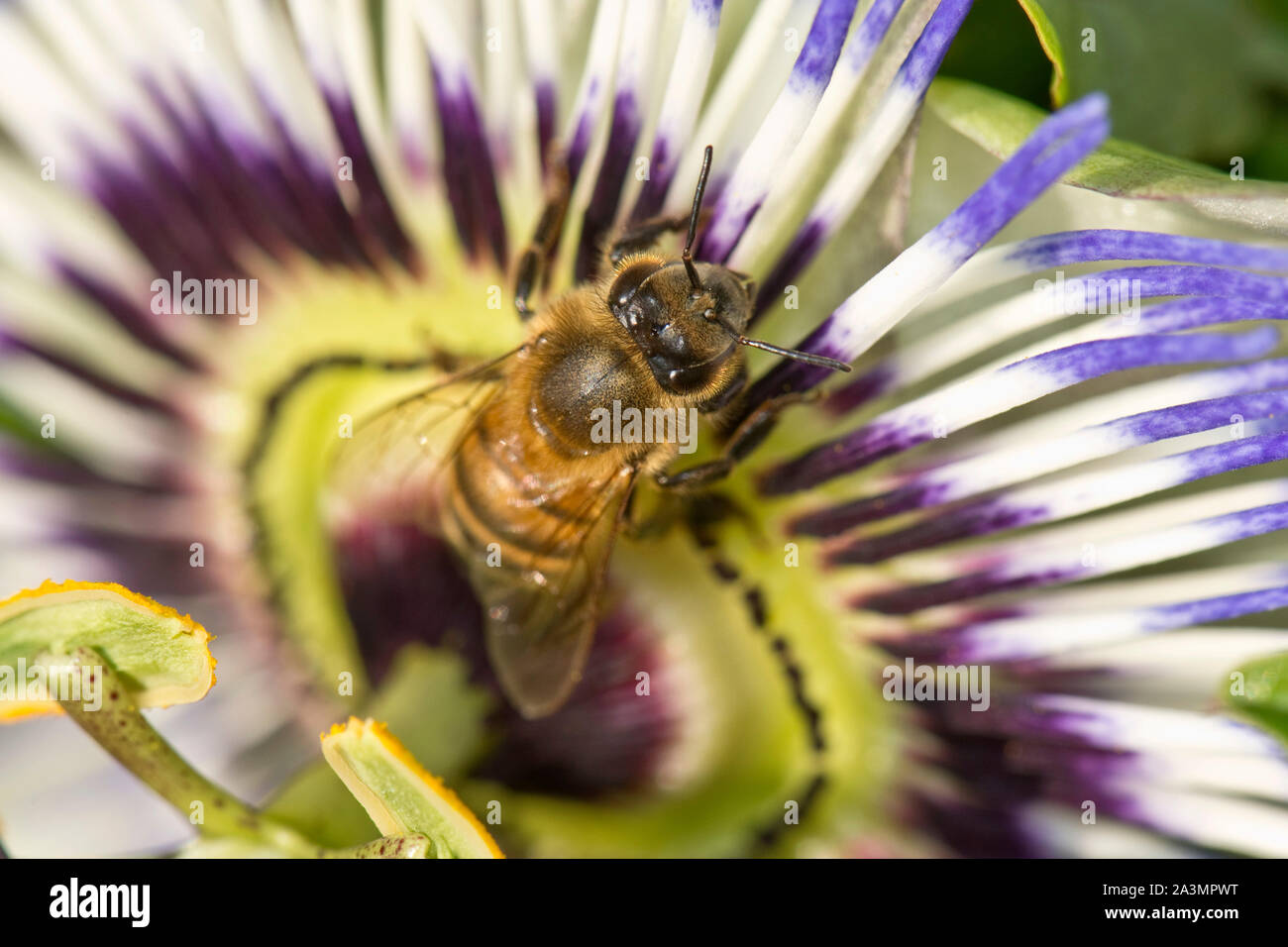 Il miele delle api (Apis mellifera) foraggio su un fiore della passione (Passiflora caerulea), Berkshire, Agosto Foto Stock