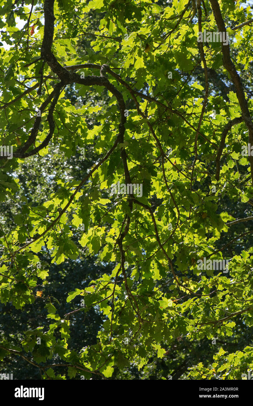 Rovere (Quercus robur) presenza di rami sporgenti e Verde foglie sovrapposte la retroilluminazione sul una luminosa e soleggiata giornata nella tarda estate, settembre Foto Stock