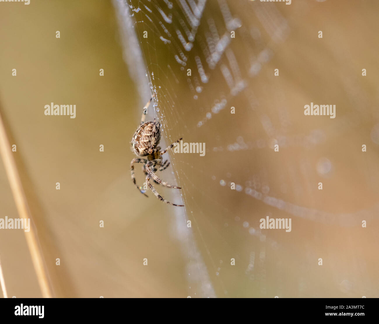 Un giardino europeo Spider la filatura di un web. Foto Stock