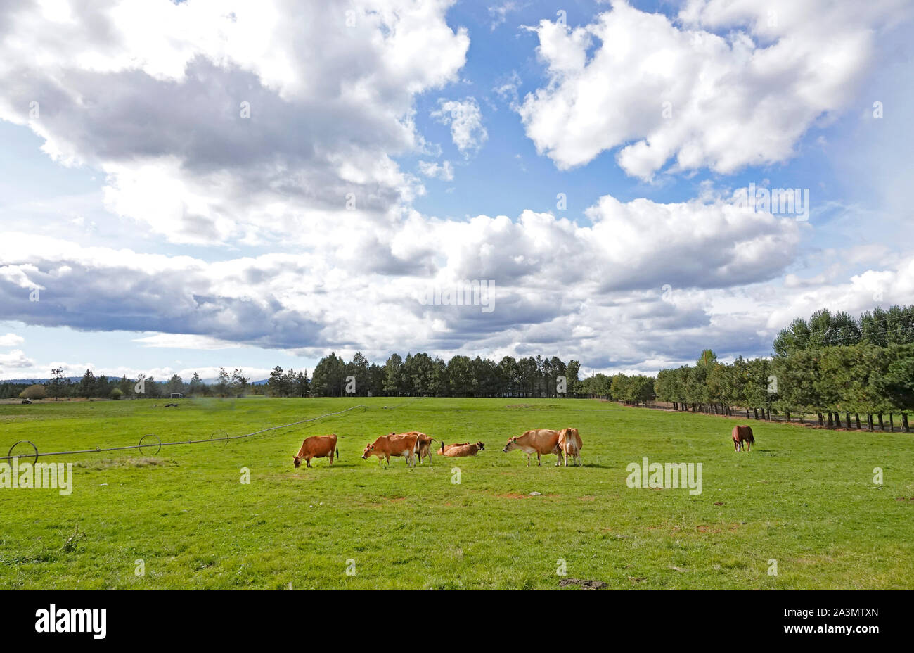 Una mandria di Jersey di vacche da latte lambisce in un pascolo verde in un ambiente rurale vicino a Bend, Oregon. Foto Stock