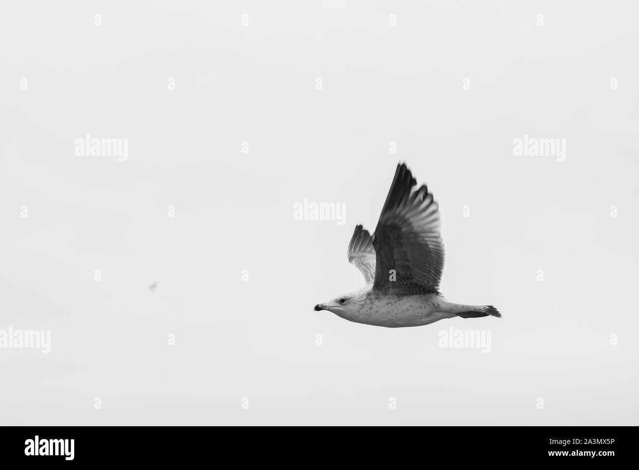 Seagull sul cielo Foto Stock