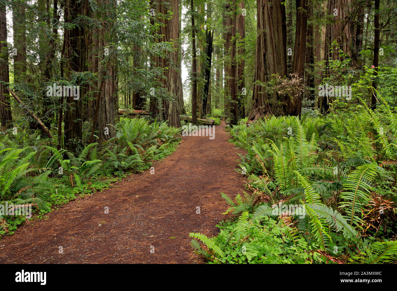CA03623-00...CALIFORNIA - Sentiero attraverso il massiccio di alberi di sequoia a Stout Grove in Jedehiah Smith Redwoods State Park. Foto Stock