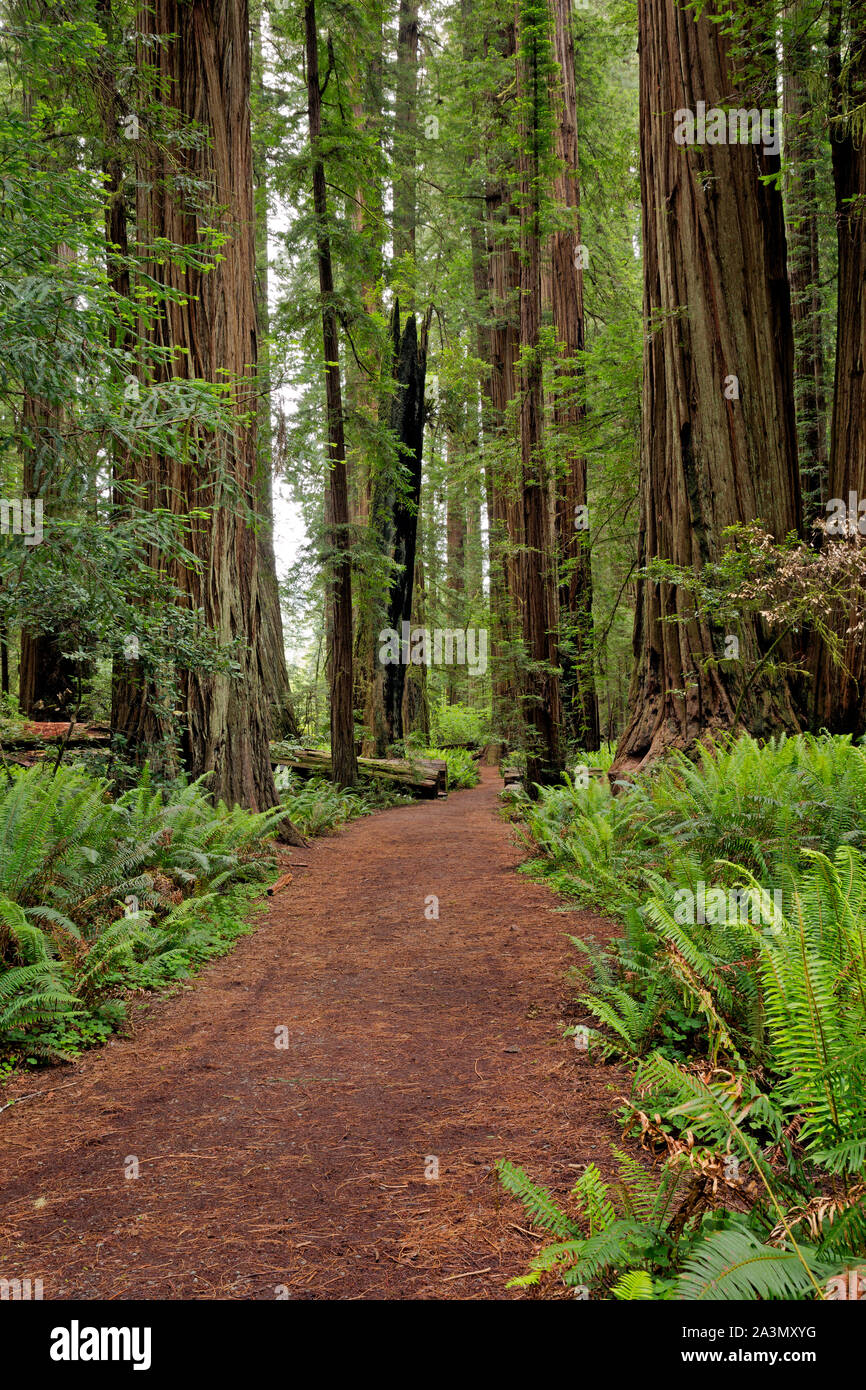 CA03624-00...CALIFORNIA - Sentiero attraverso il massiccio di alberi di sequoia a Stout Grove in Jedehiah Smith Redwoods State Park. Foto Stock