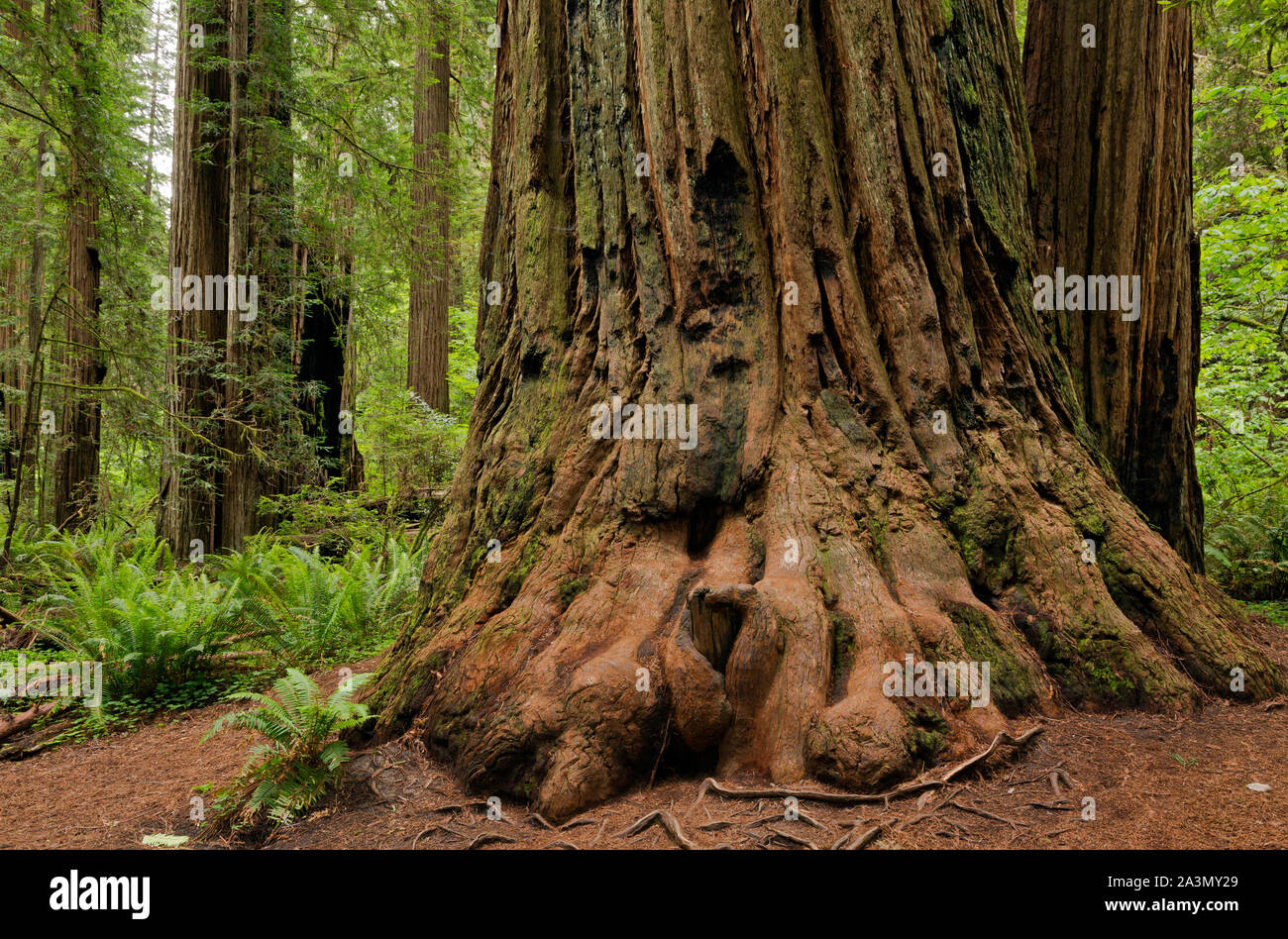 CA03625-00...CALIFORNIA - enormi alberi di sequoia, con un sottobosco di felci di spada a Stout Grove in Jedehiah Smith Redwoods State Park. Foto Stock