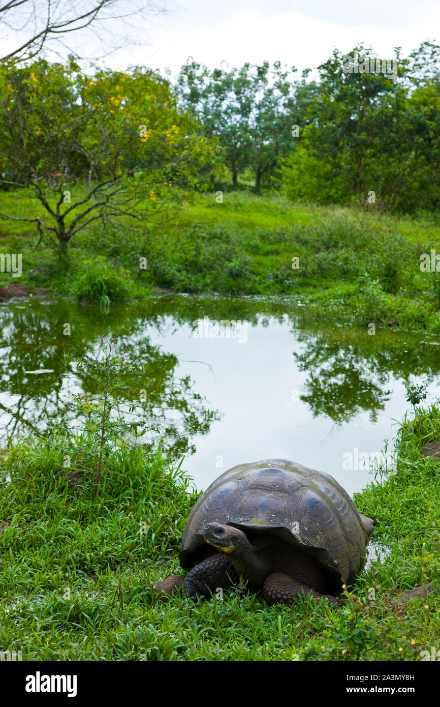 Tortuga gigante geochelone nigra immagini e fotografie stock ad alta ...