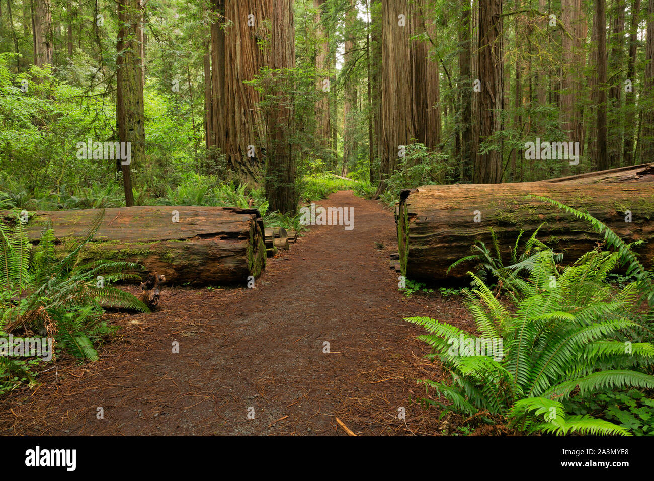 CA03631-00...CALIFORNIA - Loop Trail attraverso il Redwood alberi attraverso Stout Boschetto Jedediah Smith Redwoods State Park. Foto Stock