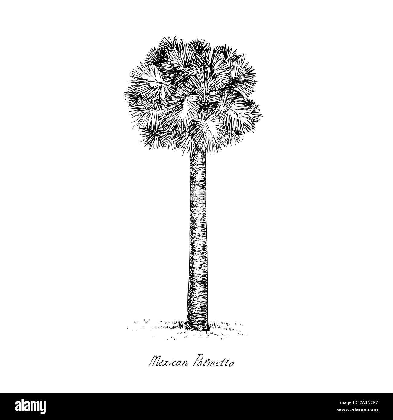 Sabal mexicana (Rio Grande, Messicana o Texas palmetto, Texas sabal palm, cavolo palmmetto) tree silhouette, disegnato a mano stile rotocalco, schizzo Foto Stock