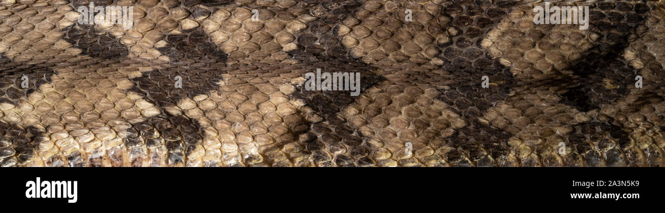 Pelle Rattlesnake Foto Stock