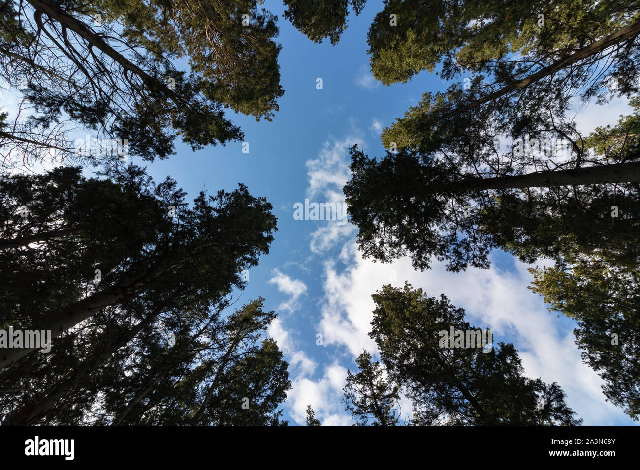 Gli alberi da sotto e cielo molto nuvoloso Foto Stock