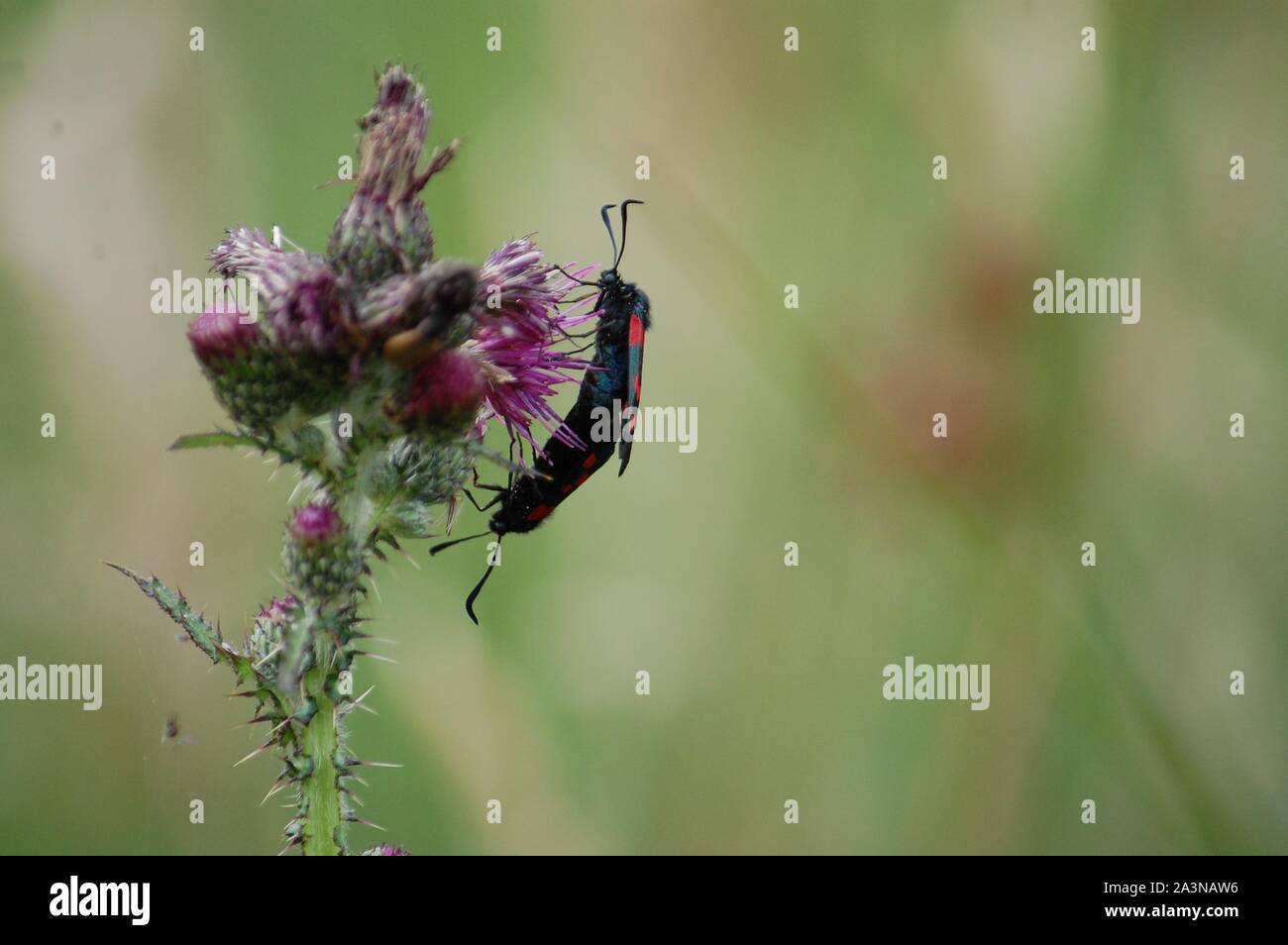 Etang de Moulin Neuf, 6 Spot Burnett Moth 110711 Foto Stock