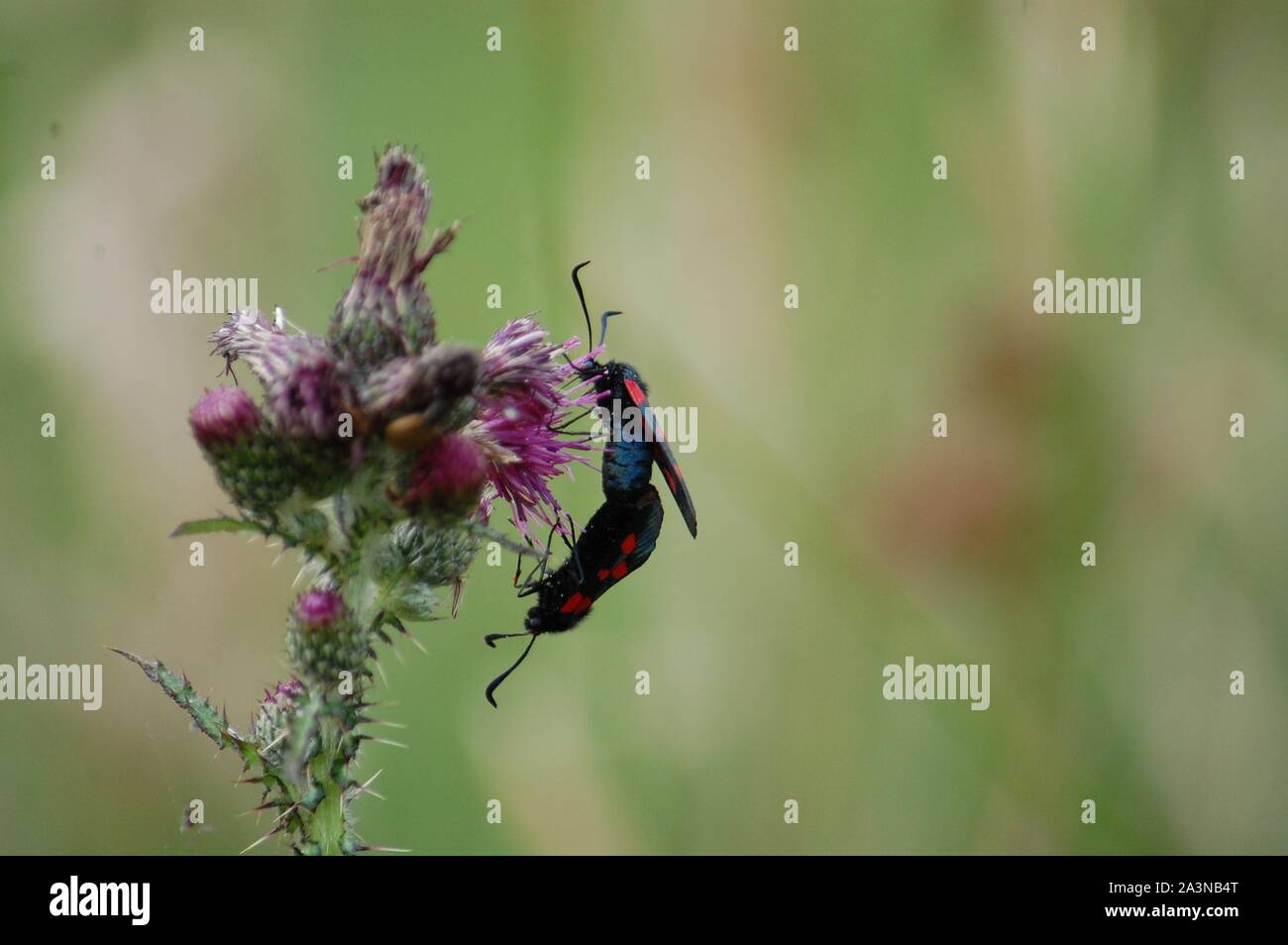Etang de Moulin Neuf, 6 Spot Burnett Moth 110711 Foto Stock