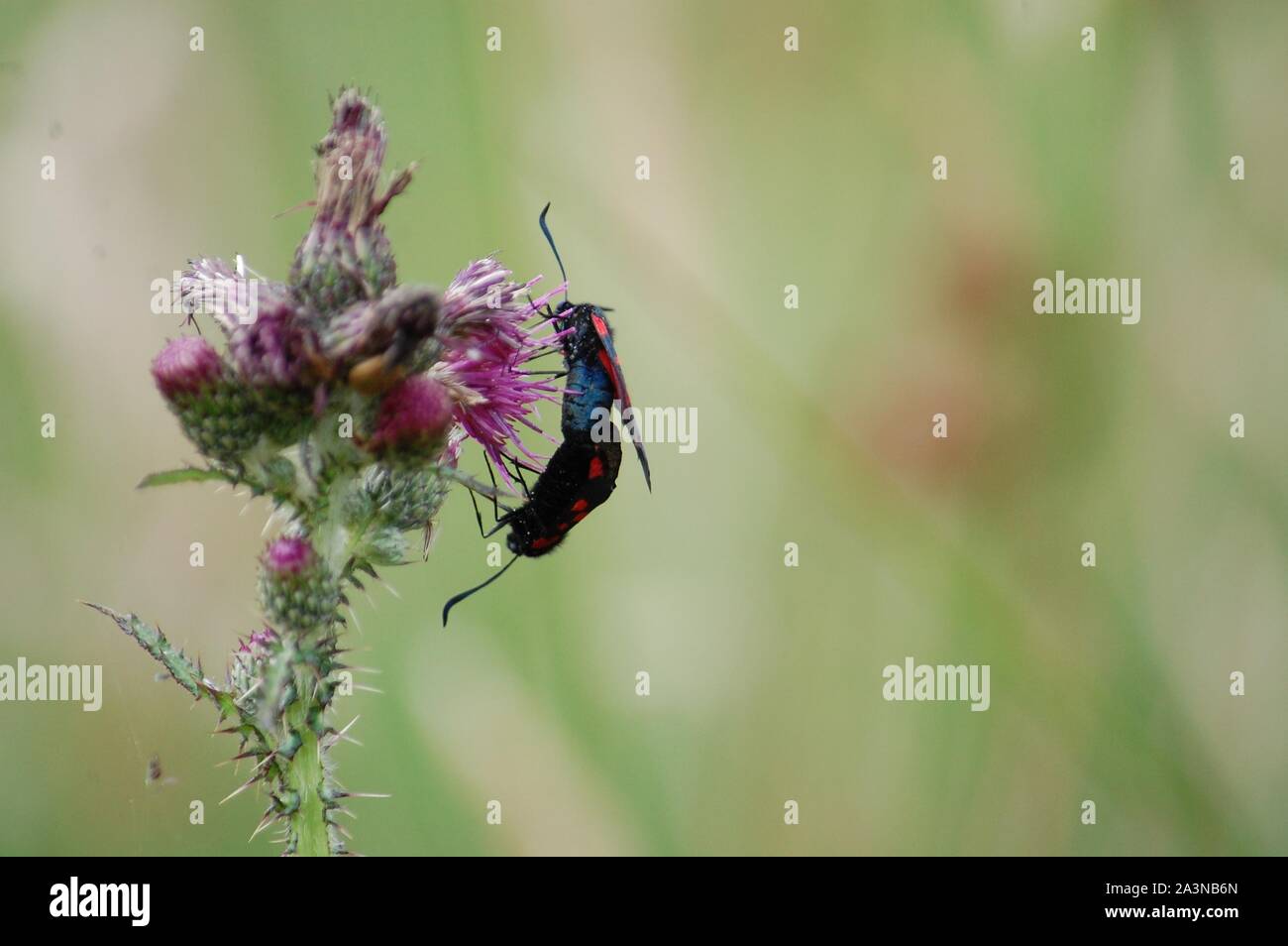Etang de Moulin Neuf, 6 Spot Burnett Moth 110711 Foto Stock