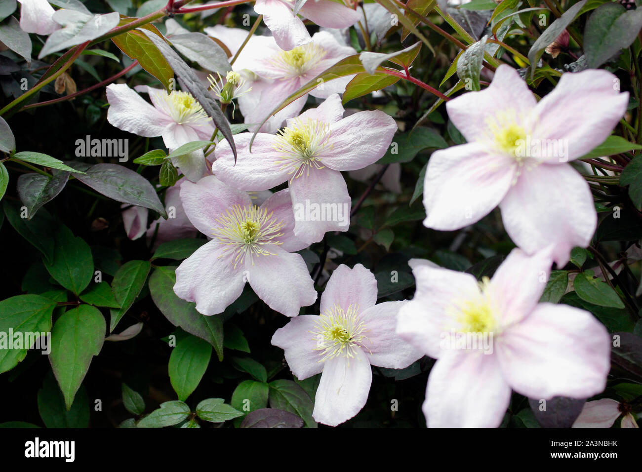 A fioritura primaverile clematis montana impianto Foto Stock