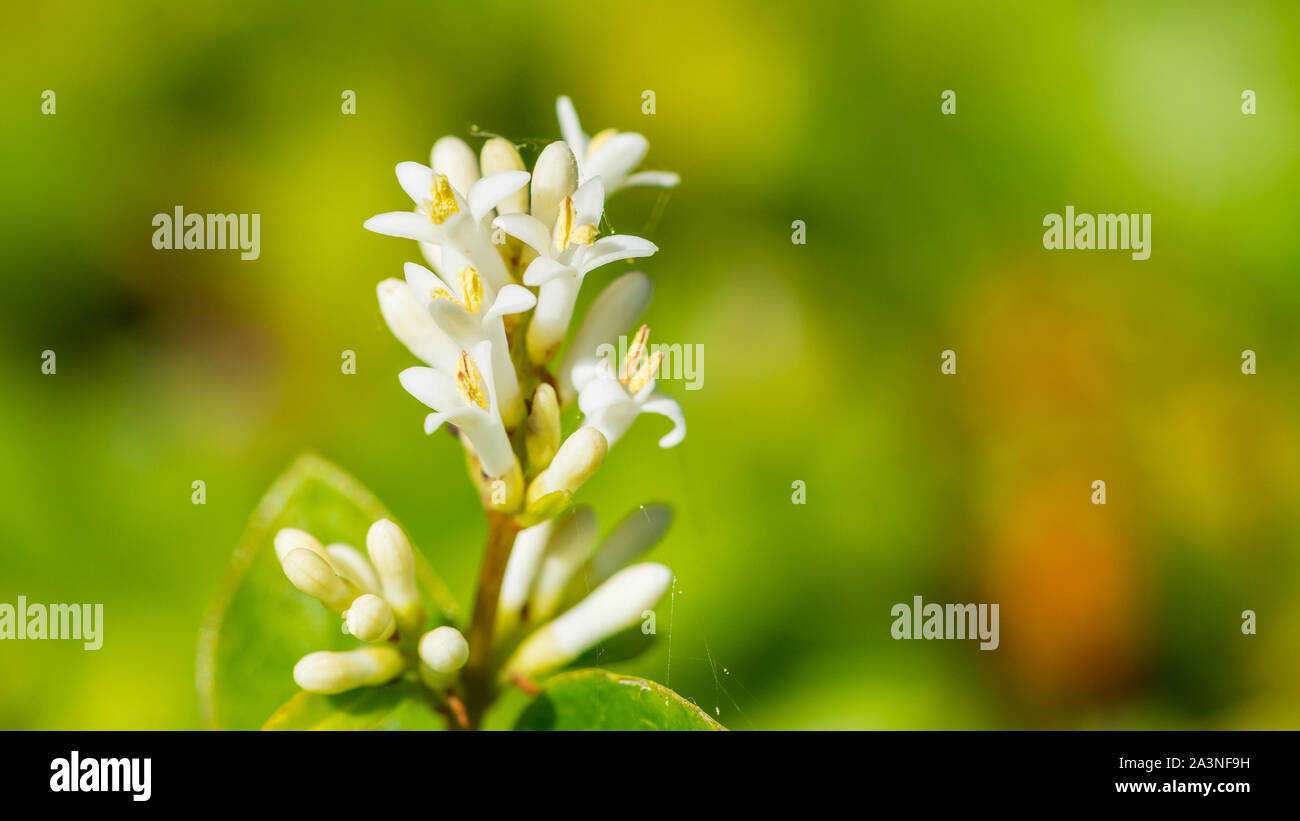 Una macro shot di alcuni privet hedge blossom. Foto Stock