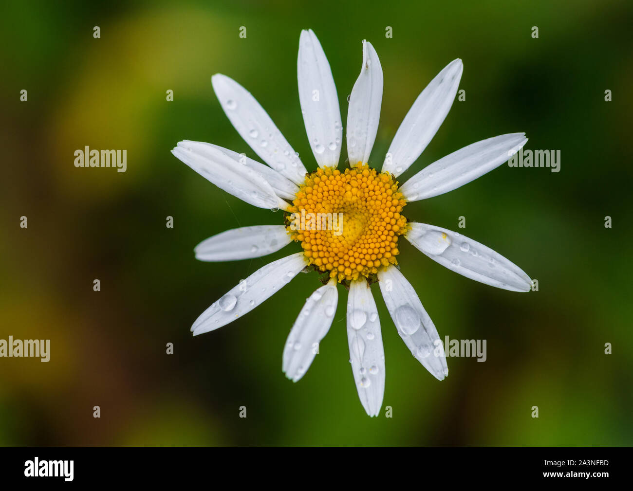 Una ripresa macro di un umido oxeye daisy bloom. Foto Stock