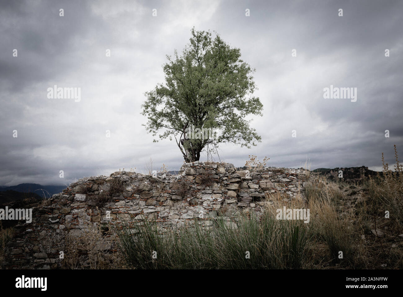 Lone mandorlo sul muro rotto, Bruzzano Vecchio, Calabria, Italia Foto Stock