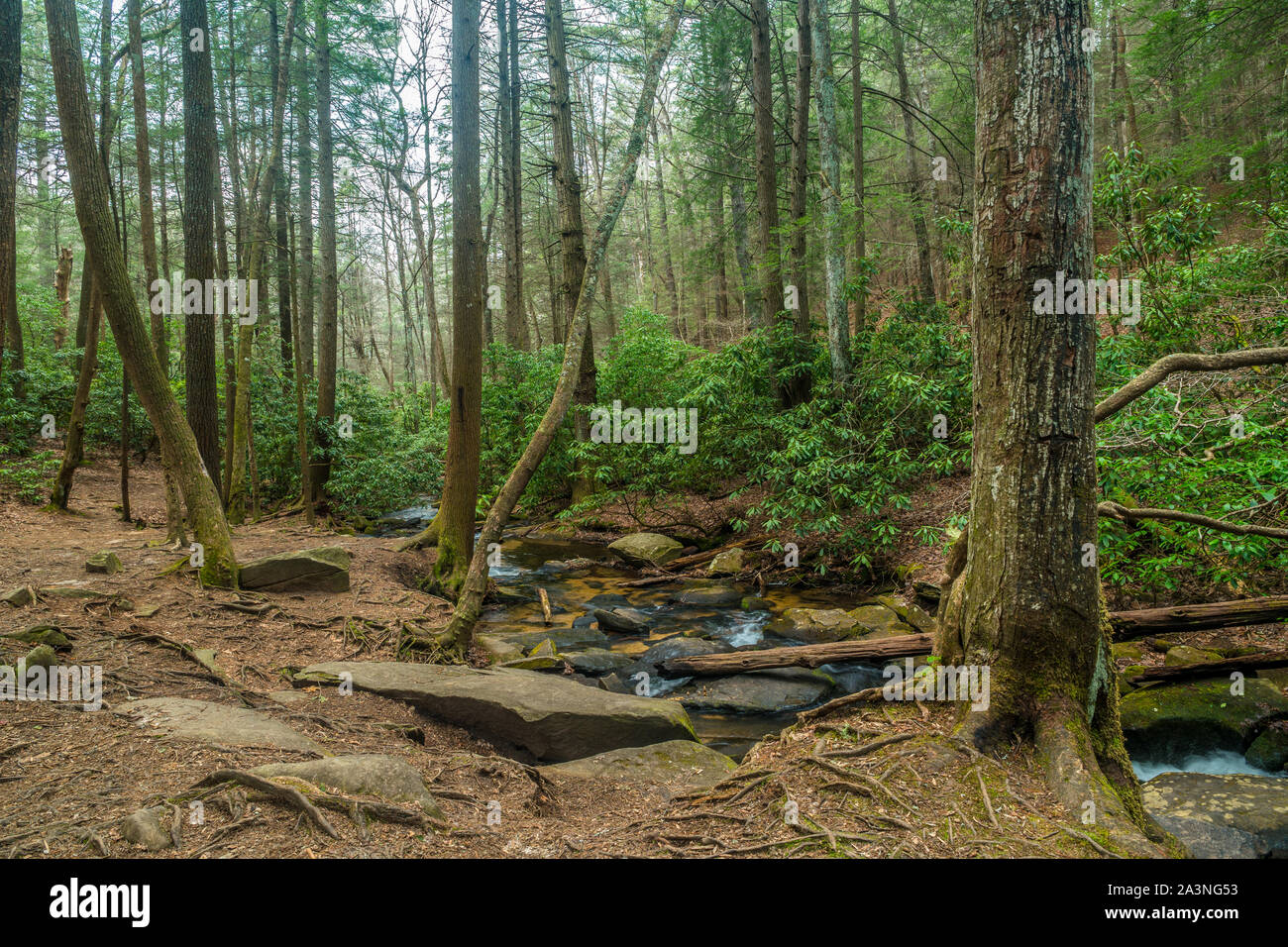 L'acqua che scorre a valle dalle montagne attraverso i boschi in primavera durante le ore diurne Foto Stock