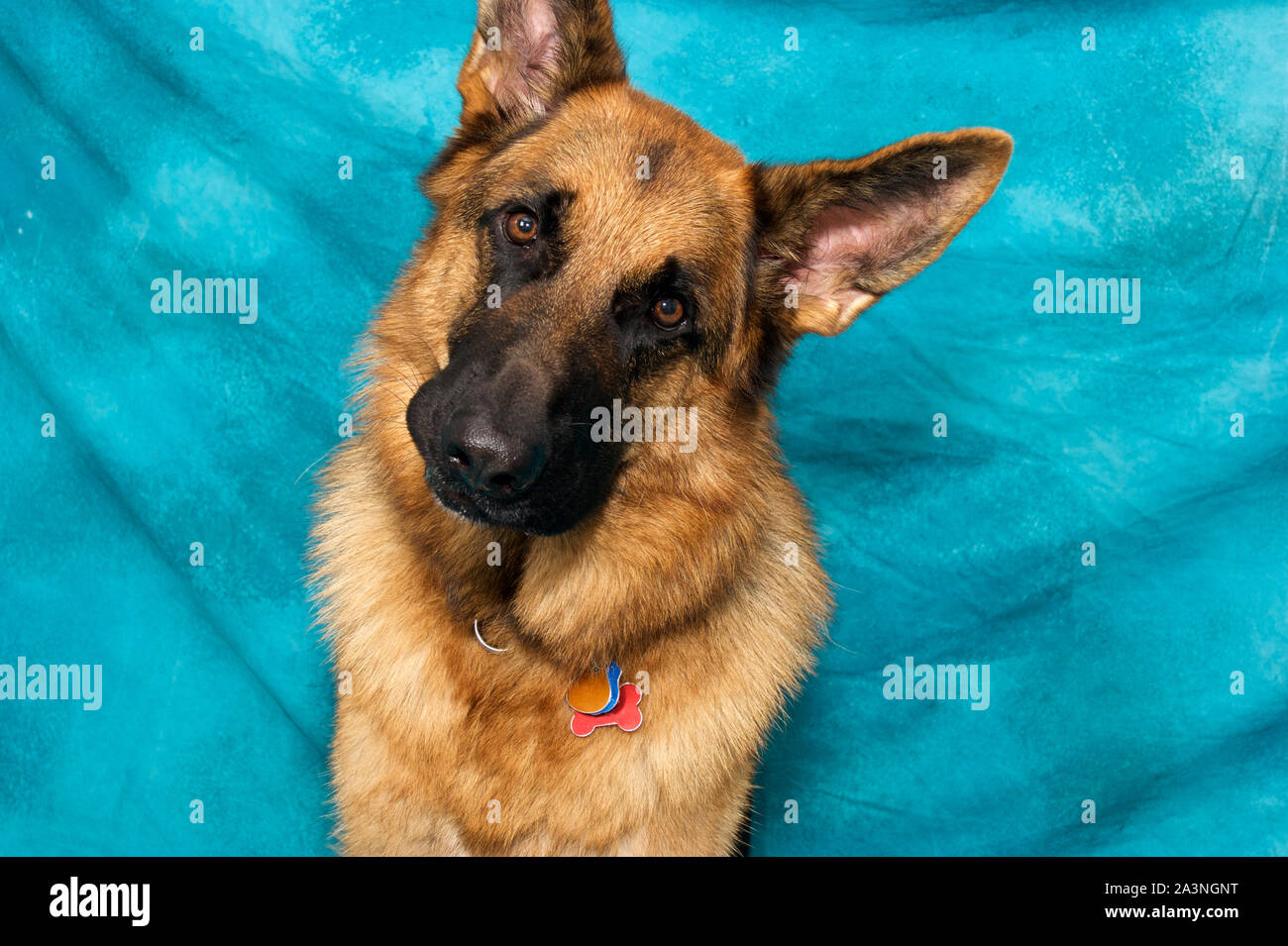 Ritratto in studio di pastore tedesco cane contro sfondo blu con quizzical  viso e testa inclinata guardando al visualizzatore Foto stock - Alamy