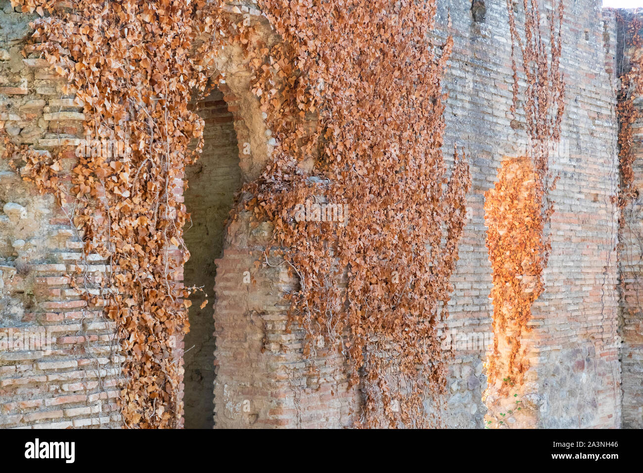 Un morto superriduttore marrone con foglie sul lato di un vecchio muro di mattoni. Foto Stock