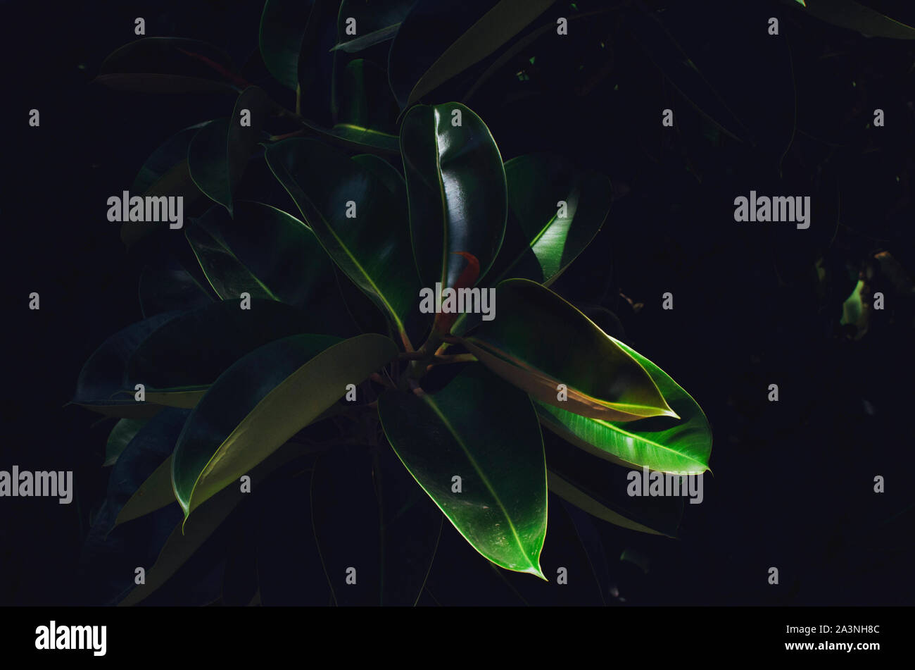 Ficus elastica (gomma albero). Primo piano di foglie. Luce e ombra. Foto Stock