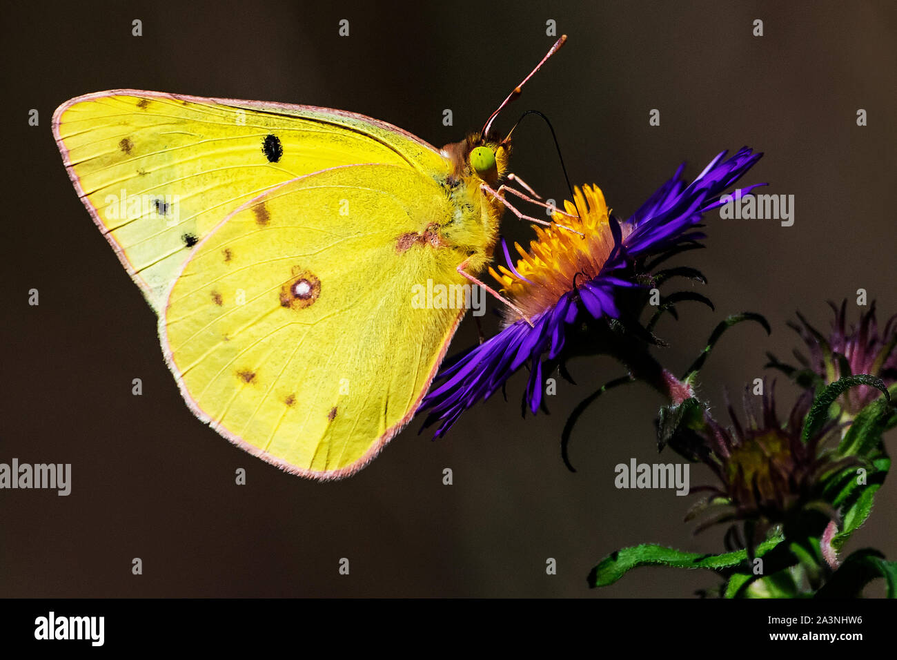 Farfalla di zolfo comune o nuvolosa sul New England aster all'inizio dell'autunno Foto Stock