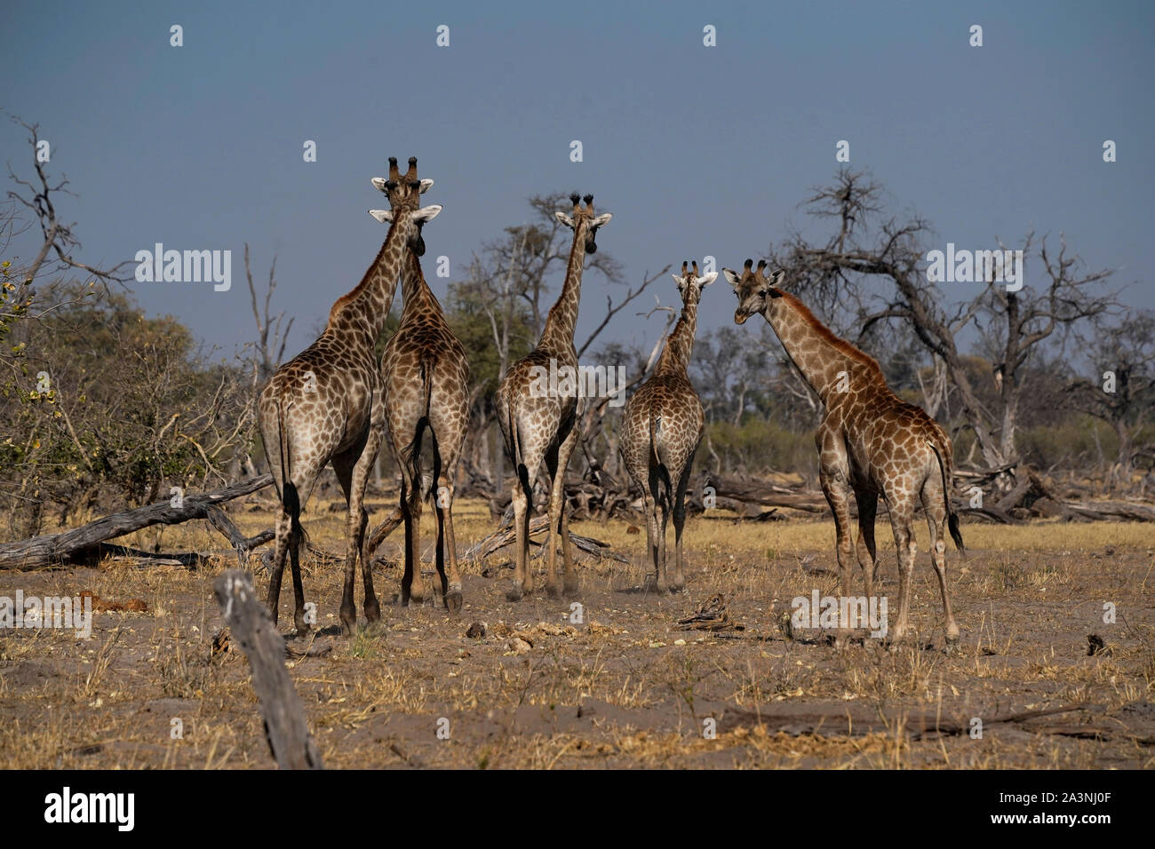 Tall & elegante la splendida Southern Giraffe Wild & free Foto Stock